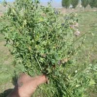 ینجه یک دست تمیز بدون علف هرز خالص پرس شده الوارس