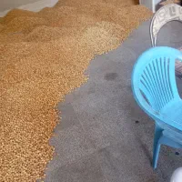 انجیر خشک استهبان، بسته‌بندی بهداشتی و تازه|خوردنی و آشامیدنی|رونیز, |دیوار