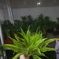 عرضه مستقیم گیاه بامبو