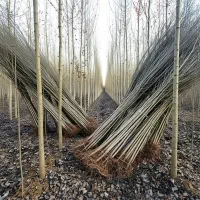 سرمایهگذاری میلیاردی با باغ شال