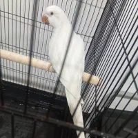 طوطی راهب آلبینو رام رام|پرنده|تهران, شهرک دریا|دیوار