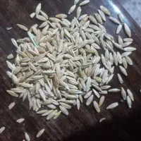 جو دیم|خوردنی و آشامیدنی|سیلاخور, |دیوار