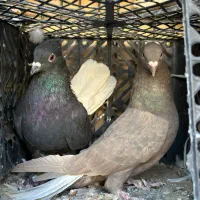 زاع دم سفید|پرنده|یزد, |دیوار