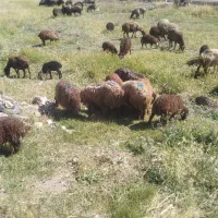 میش بره