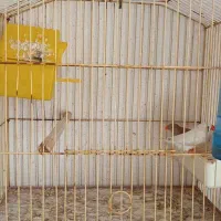 فنج مولد