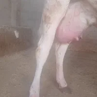 دو را راس گاو سوپر شیر