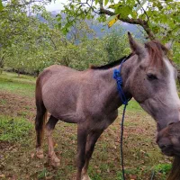 اسب نریان نیلی 4 ساله|اسب و تجهیزات اسبسواری|مرزنآباد, |دیوار