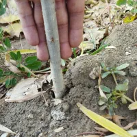 نهال صنوبر|خدمات باغبانی و درختکاری|صوفیان, |دیوار