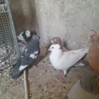 ۳۰ کفتر  داخلش جدا کنی دونی ۲۰۰|پرنده|مرودشت, نقش رستم|دیوار