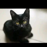 گربه رایگان در کلاله