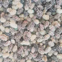 توت شیرین آتشگاه