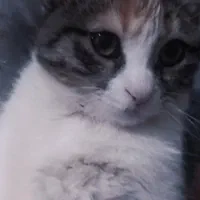 گربه واگذار میشود