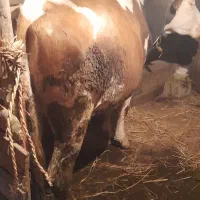 گاو ماده|حیوانات مزرعه|خشکبیجار, |دیوار