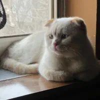 گربه اسکاتیش فولد نر چشم ابی