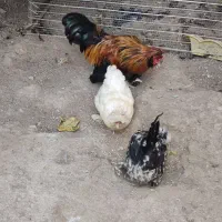 فروش دو تا مرغ و یک خروس پا پر|پرنده|طارم, |دیوار