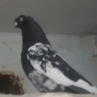 کله دمبی سیاه