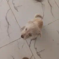 سگ کچلو|سگ|قشم, |دیوار