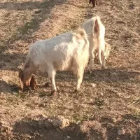 یه چپش و یه کلار پاکستانی هر دوتا مایه کرده