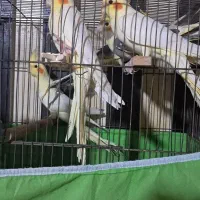 جوجه سه الی ۴ ماهه عروس هلندی