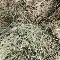 یونجه خشک تمیز بدون علف