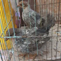 2عددجوجه محلی 2ماهه