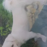 گمشده سگ