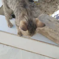 بچه گربه
