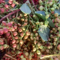 ترشی بنه|خوردنی و آشامیدنی|فسا, |دیوار