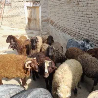 بره نر|حیوانات مزرعه|محمدیار, |دیوار