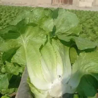 شرکت متین پخش ب چندنفر جهت شیفت شب نیلز دارد