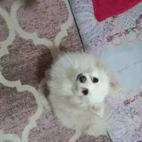 واگذاری سگ پامراشپیتز باامضای تعهدنامه نگهداری خوب|سگ|کرج, المهدی|دیوار