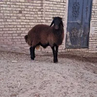 بره قوچ همو درجه یک|حیوانات مزرعه|تربتحیدریه, باغ سلطانی|دیوار