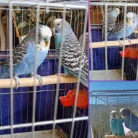 مرغ عشق مولد