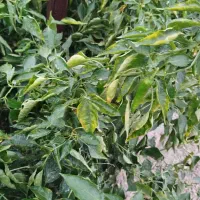 فلفل ریزه تند و شیرین|خوردنی و آشامیدنی|قهدریجان, |دیوار