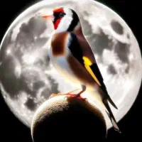 سهره جفت کت باز کن