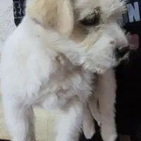 سگ پاکوتاه|سگ|رفسنجان, |دیوار