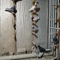 12تا کبوتر بهبونی|پرنده|شیراز, ارم|دیوار