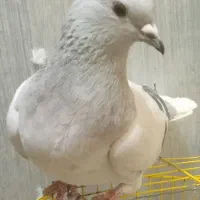 دم سفید سبزکلاغ دمسفید|پرنده|کرمان, |دیوار