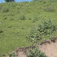 فروش زمین ۳۰۰متری واقع در سوادکوه|فروش زمین و ملک کلنگی|زیرآب, |دیوار