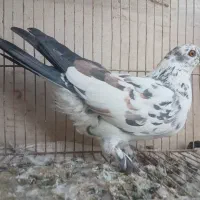 ۲ماده|پرنده|آران و بیدگل, |دیوار