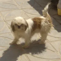 واگذاری سگ پشمالو