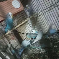 مرغ عشق و عروس هلندی