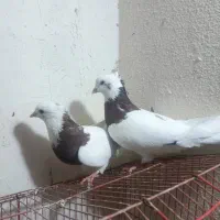 کبوتر|پرنده|شیراز, تندگویان|دیوار