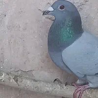 کبوتر|پرنده|یزد, |دیوار