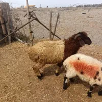 بره شال اصل