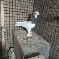 طوقی ماده|پرنده|شیراز, عادل آباد|دیوار