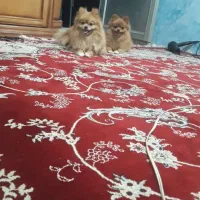 روباهی|سگ|خمینی‌شهر, |دیوار
