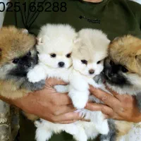 مرکز سگ پامر خرسی بدون واسطه/پامرانین وارداتی