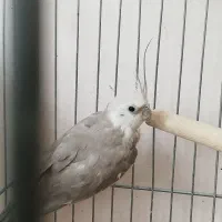 عروس هلندی مولد وایت فیس و اهویی با قفس لوازم|پرنده|تهران, تهرانپارس شرقی|دیوار