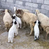 گوسفند و بره